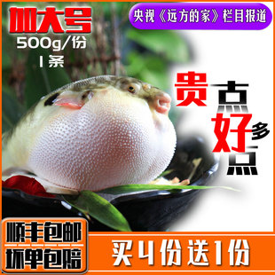 新鲜活河豚鱼刺身暗纹东方鲀食用宰杀含肉皮已处理冰鲜即食多规格