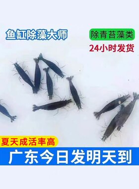 黑壳虾除藻虾水草虾清洁虾饲料虾
