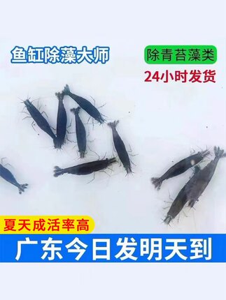 两广黑壳虾活体除藻虾水草虾清洁虾饲料工具淡水活体虾广东包邮