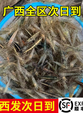 黑壳虾观赏虾除藻虾草缸虾清洁虾