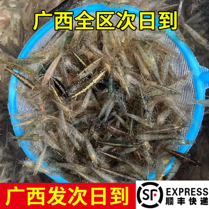 黑壳虾除藻活体水草除藻虾龙鱼饲料虾观赏虾鱼草缸虾活体免包邮