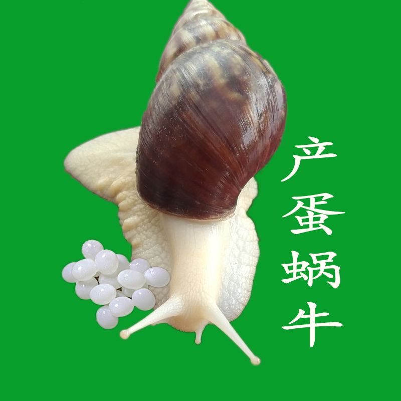 下蛋蜗牛白玉蜗牛活体食用美容蜗牛卵学生幼儿园养殖观赏宠物蜗牛