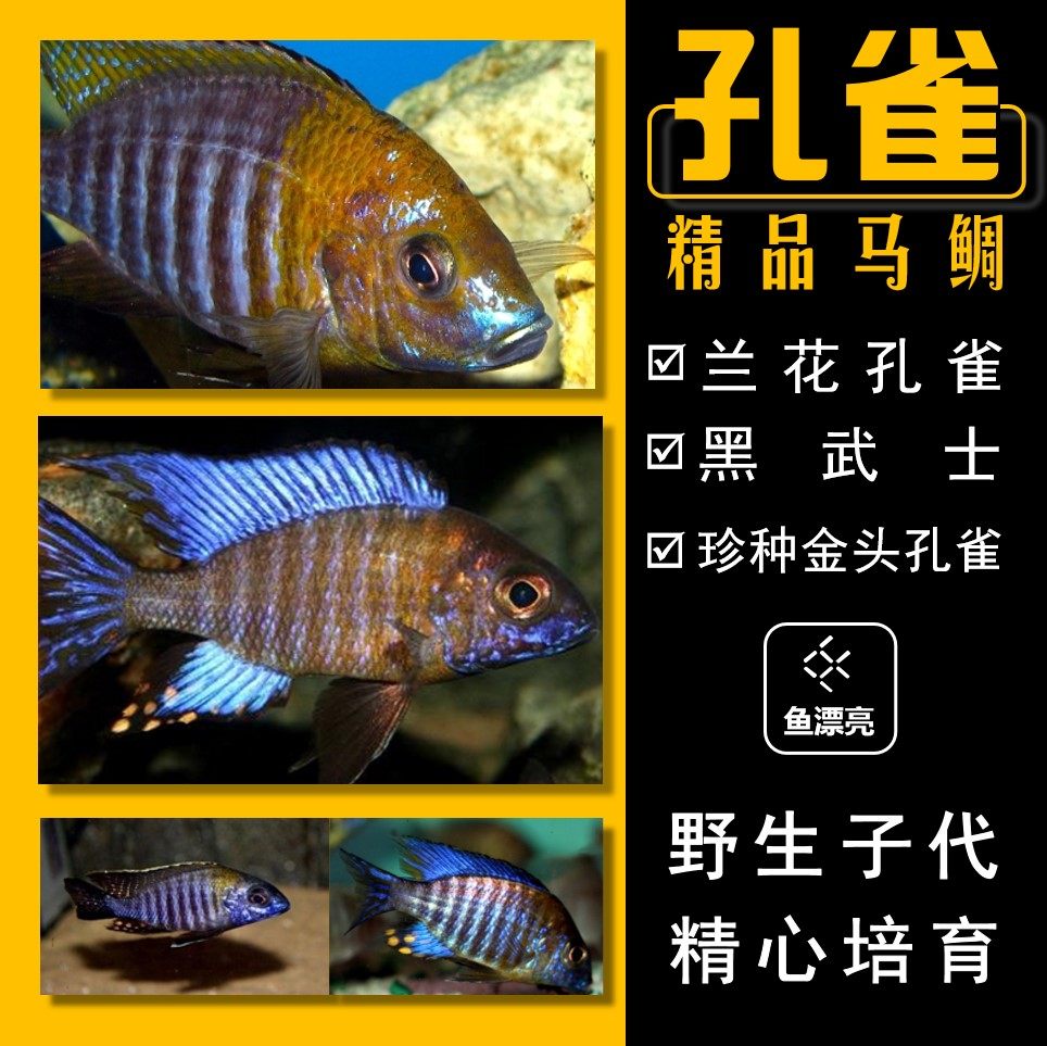 三湖慈鲷鱼 黑武士 兰花孔雀 珍种金头孔雀 马鲷观赏鱼淡水热带鱼