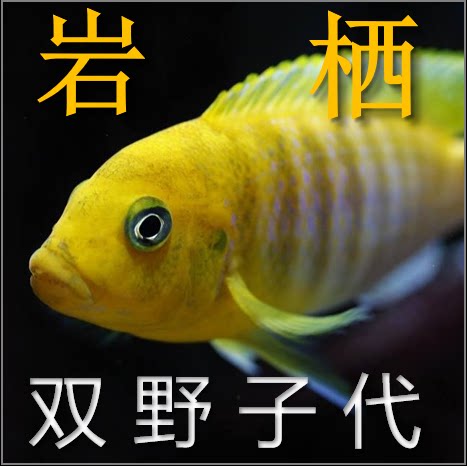 鱼苗非洲王子小型岩栖三湖慈鲷