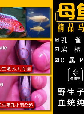 卢旺达马丽丽金头荧光蓝三湖慈鲷