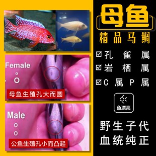 三湖慈鯛母魚(yú)馬里奧盧旺達(dá)馬麗麗金頭孔雀熒光藍(lán)繁殖組珊瑚慈鯛