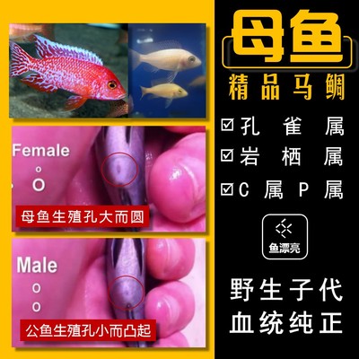 卢旺达马丽丽金头荧光蓝三湖慈鲷