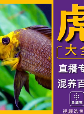 三湖慈鲷淡水野生子代非洲