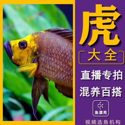 三湖慈鲷虎鱼 金头虎 面具虎 过背虎 坦湖慈鲷 虎鱼 珍珠虎 热带