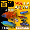 三湖慈鲷活体鱼苗马雕大红鹰非洲王子特蓝斑马阿里火焰红小型岩栖