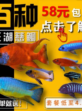 鱼苗非洲王子小型岩栖三湖慈鲷