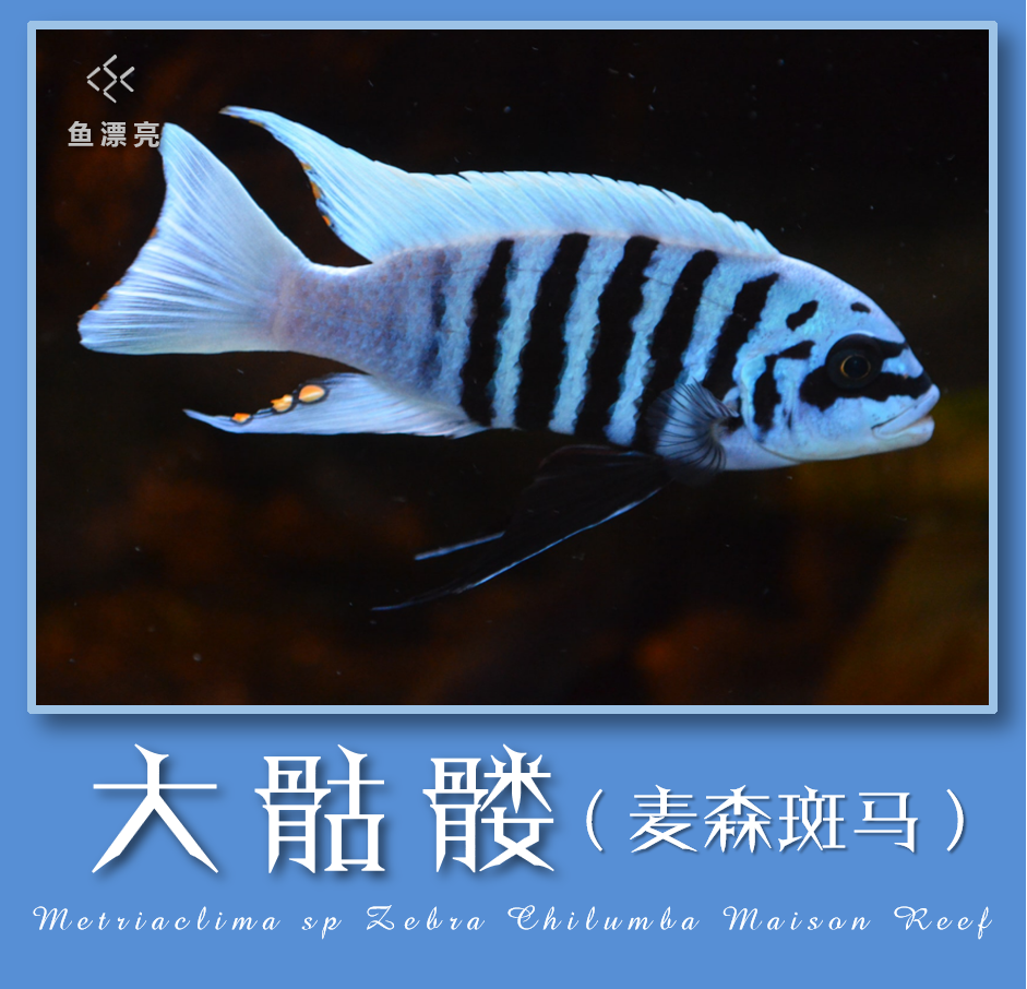 三湖慈鲷鱼活体马鲷大骷髅鱼 麦森斑马 大斑马 三湖岩栖  淡水鱼