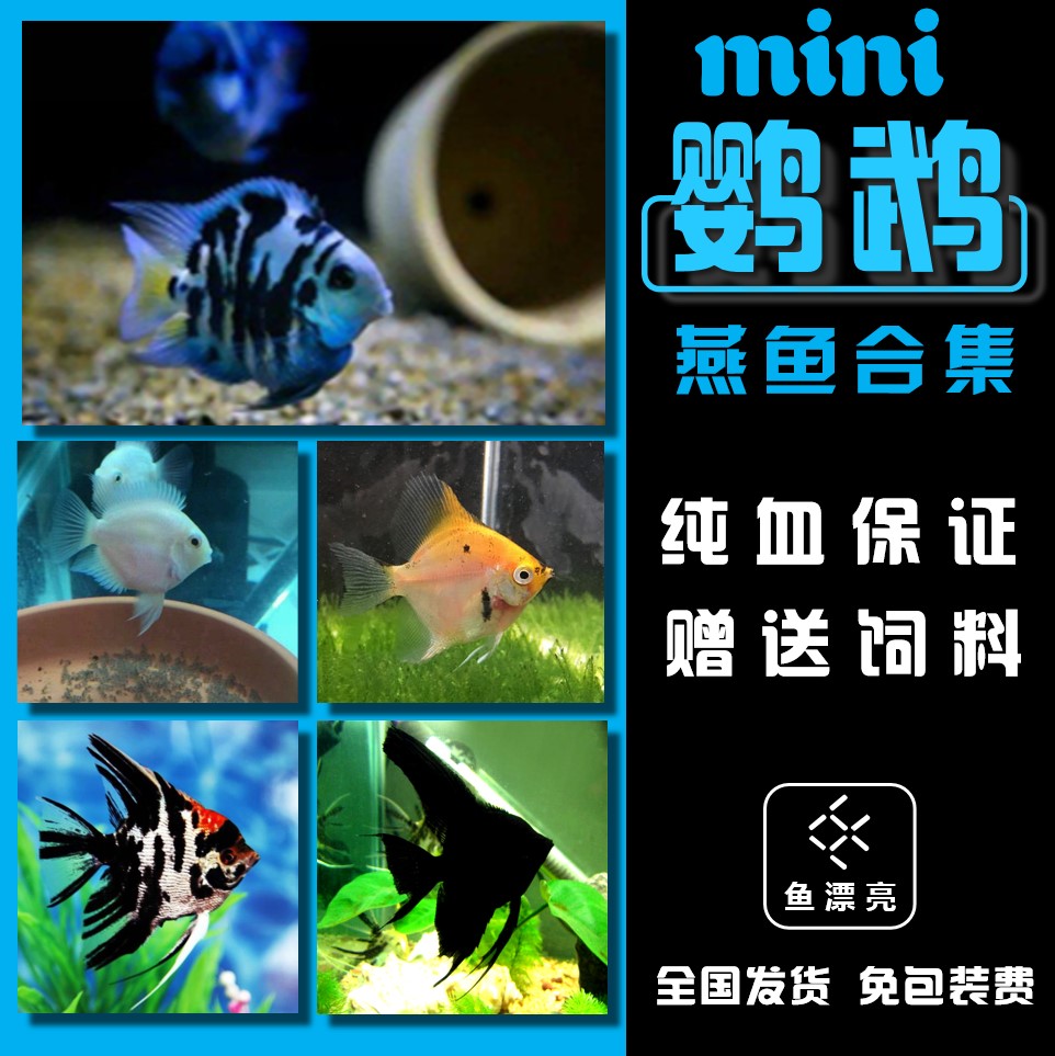 白金白化宝蓝迷你鹦鹉神仙鱼墨燕鱼云石埃及秘鲁阿凡达胡子大帆鱼