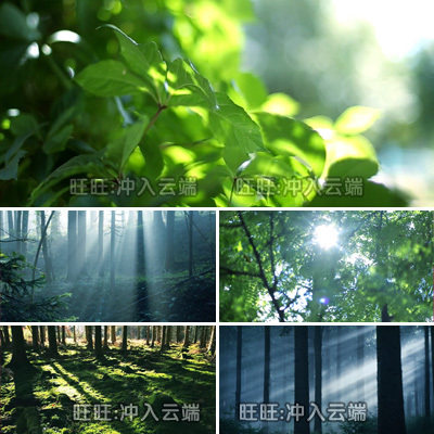 z534阳光穿透树林高清实拍 led大屏幕背景 环保绿色森林 视频素材