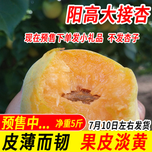 阳高大接杏新鲜水果杏大黄杏当季新鲜甜杏6月20左右发货