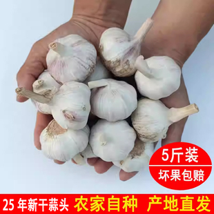 邳州大蒜干蒜头5斤多瓣蒜种子蒜腊八蒜蒜紫白皮腌蒜糖醋蒜出蒜薹