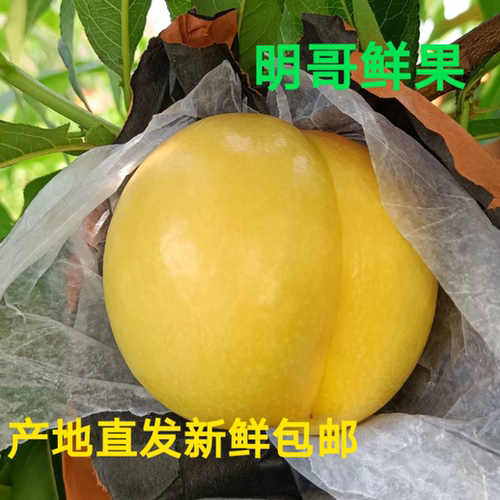 辽宁绥中黄油桃脆甜微酸现摘现发当季新鲜水果5斤装包邮坏果包赔