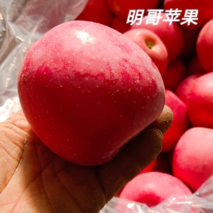 正宗辽宁绥中红富士苹果新鲜水果带皮吃产地发货甜脆多汁包邮