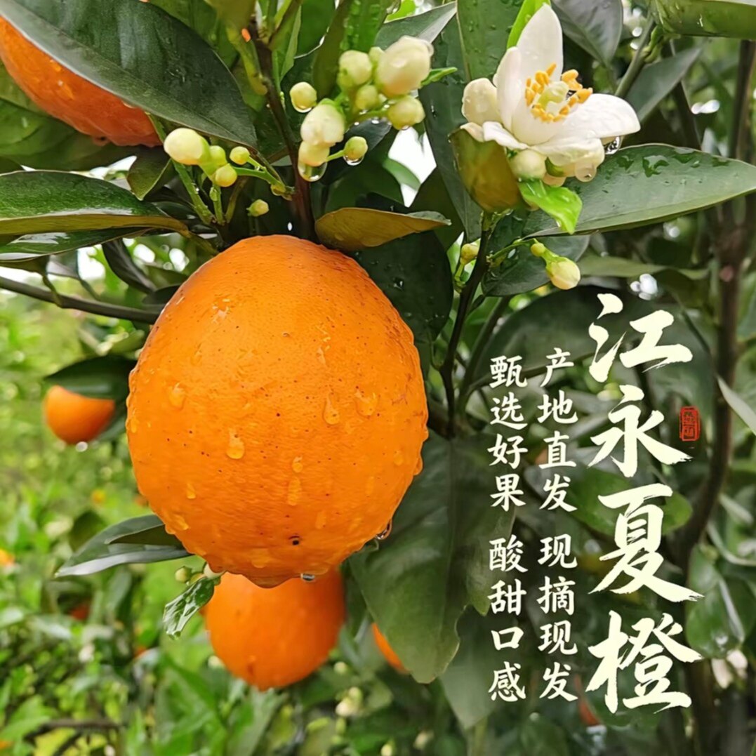 湖南永州夏橙新鲜橙子水果十斤包邮酸甜可口多汁当季水果