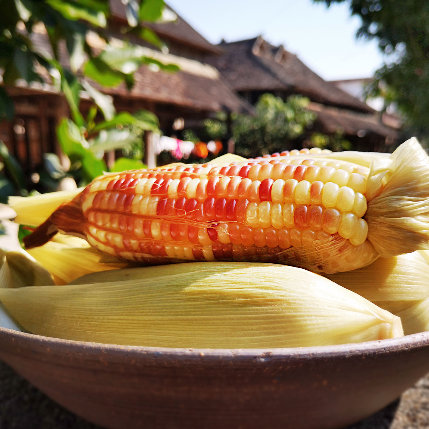 傣家糯包谷云南西双版纳特产花糯玉米老品种香甜软糯新鲜散装3斤
