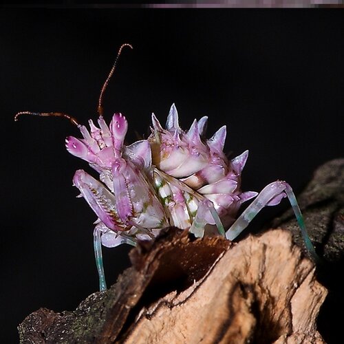 非洲刺花螳螂活体办公室另类宠物