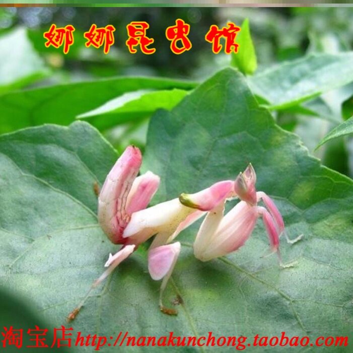 兰花螳螂活体，大魔花，刺花螳螂办公室另类宠物,儿童生日礼物