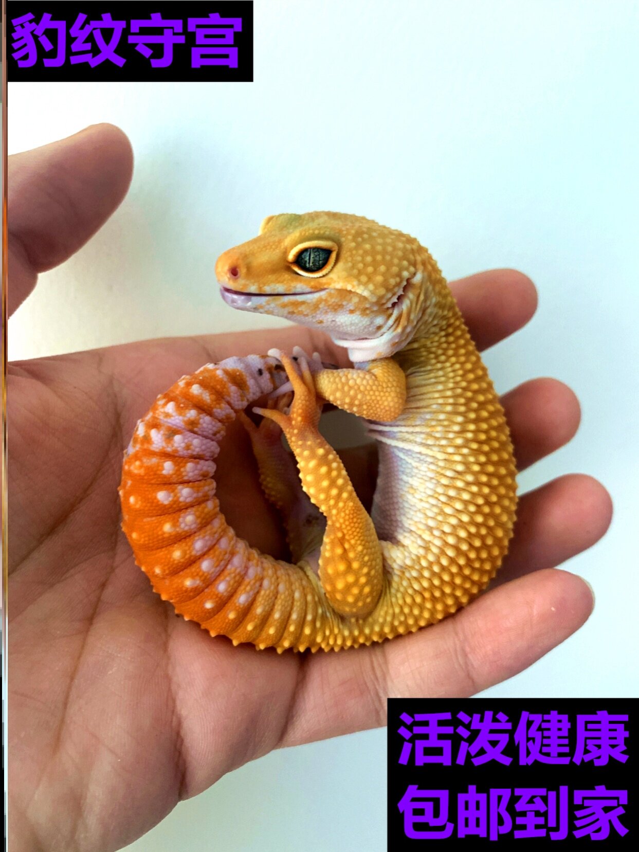 入门级豹纹守宫新手套装懒人爬宠温顺可爱异型好养活物网红宠物