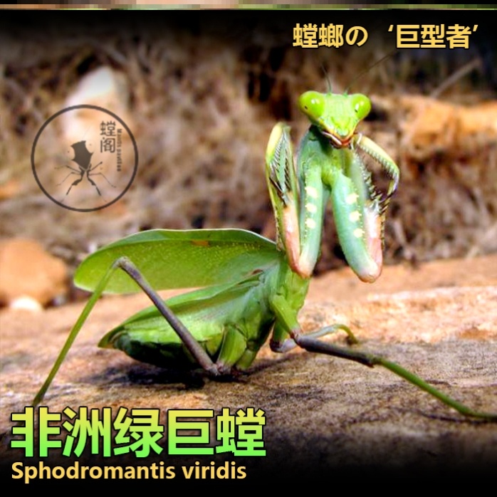 包邮非洲绿巨sv螳螂活体宠物