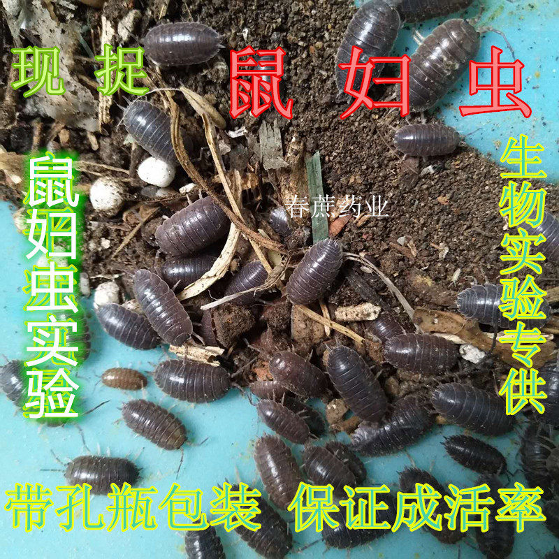 现捉活鼠妇虫活体西瓜虫潮虫学生生物实验包活20只