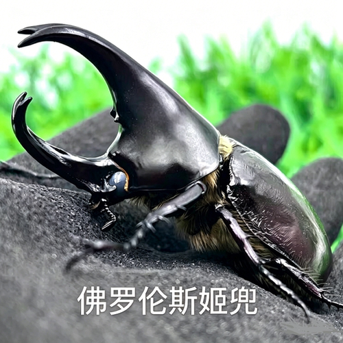 佛罗伦斯姬兜虫佛姬甲虫宠物小长戟升级版独角仙科普礼物