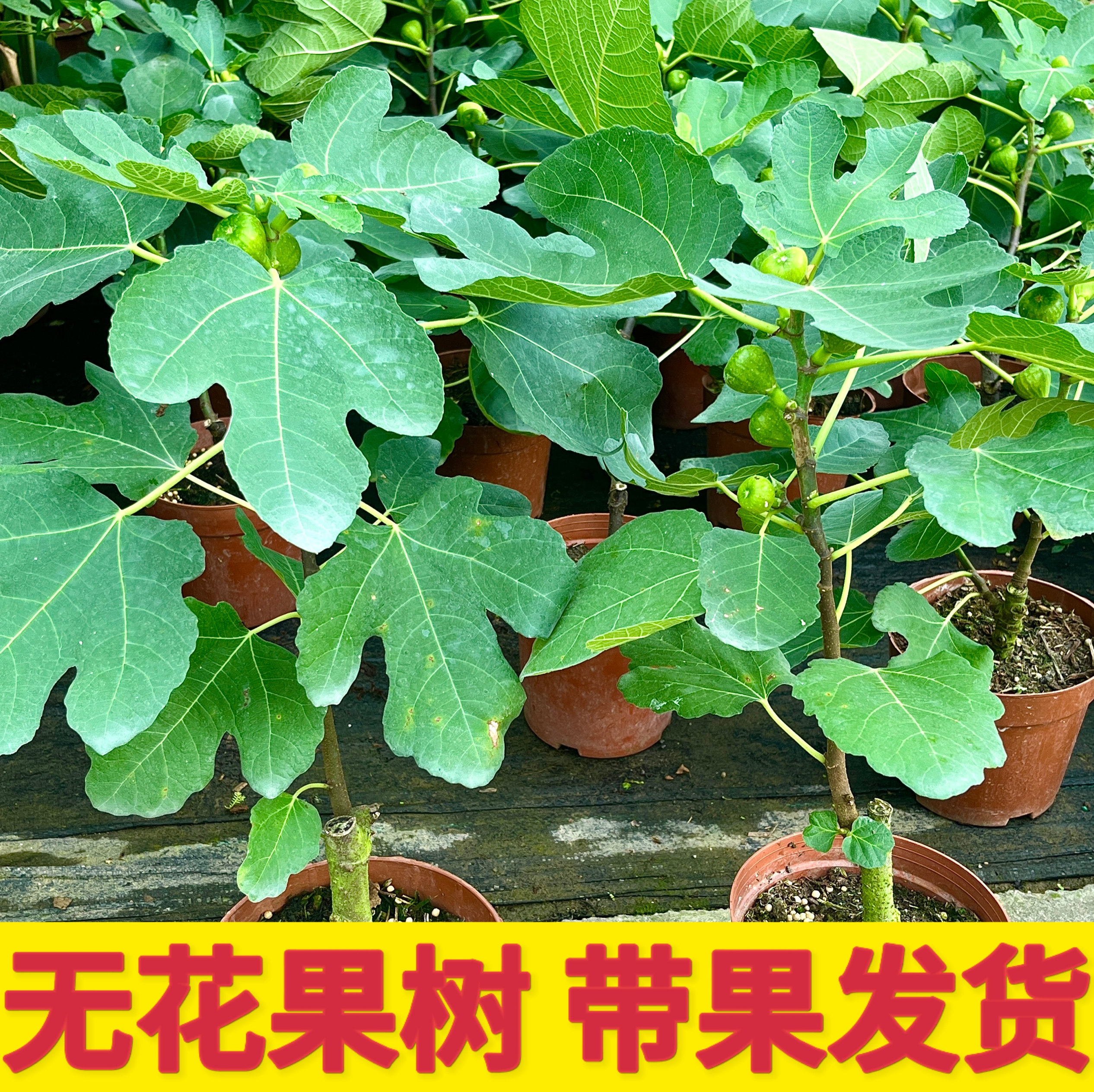 无花果室内阳台盆栽青皮丰产黄无花果四季南北方种植带果发货