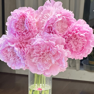 【餐盘—芍药年宵鲜切花】反季节芍药鲜花粉色洛阳基地直发礼物