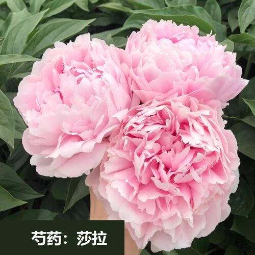 莎拉6加仑盆栽重瓣芍药