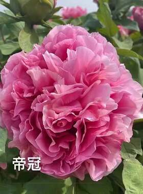 帝冠（桃粉红色）进口盆栽牡丹