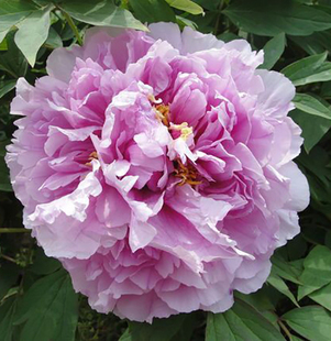 【菱花湛露】6加仑大盆— 6年苗以上（粉蓝色）国内品种盆栽牡丹