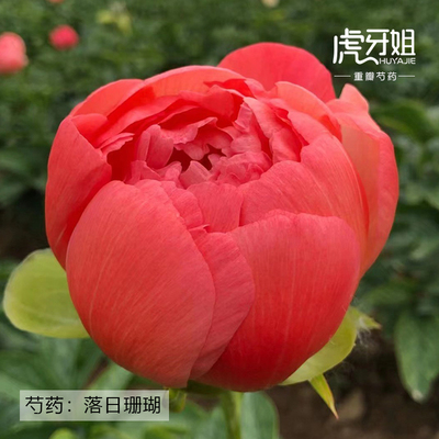 落日珊瑚裸根芍药包对版