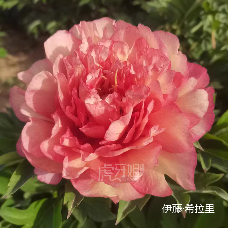 伊藤希拉里裸根芍药包对版