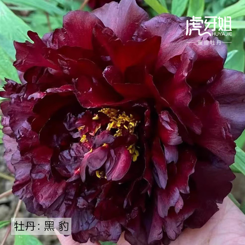 黑豹包对版庭院阳台花卉