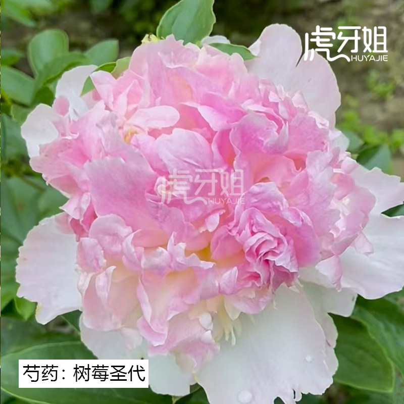 【树莓圣代】裸根芍药包对版-庭院阳台花卉重瓣大花粉色