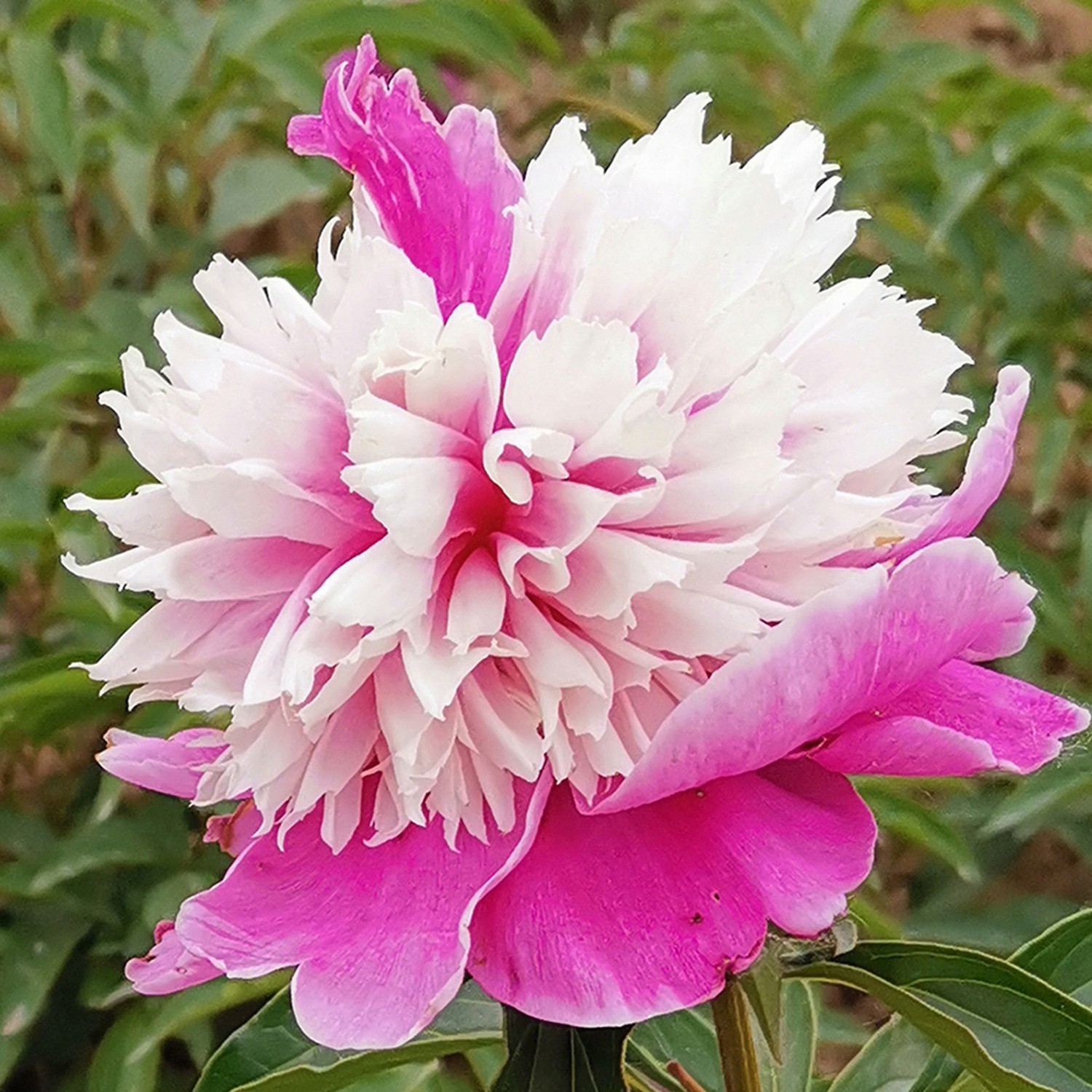 【奇花露霜】裸根芍药包对版