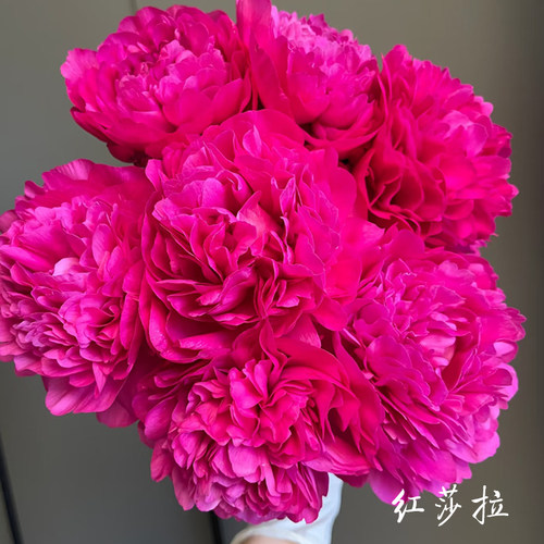 【红莎拉】6加盆栽芍药包对版-庭院阳台花卉重瓣大花