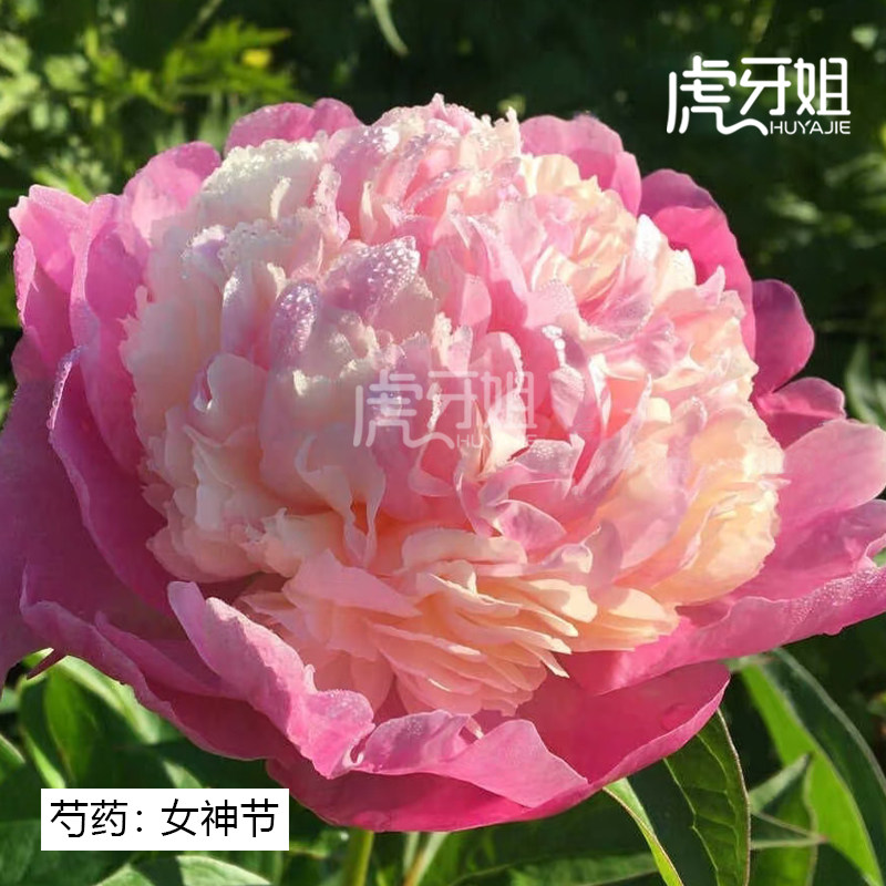 【女神节】又名女星 裸根芍药包对版-庭院阳台花卉重瓣大花鲑鱼
