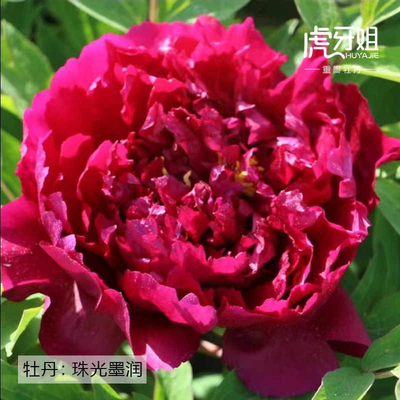 【珠光墨润&mdash;年宵花牡丹】墨紫红色-催花牡丹反季节开花冬季年货