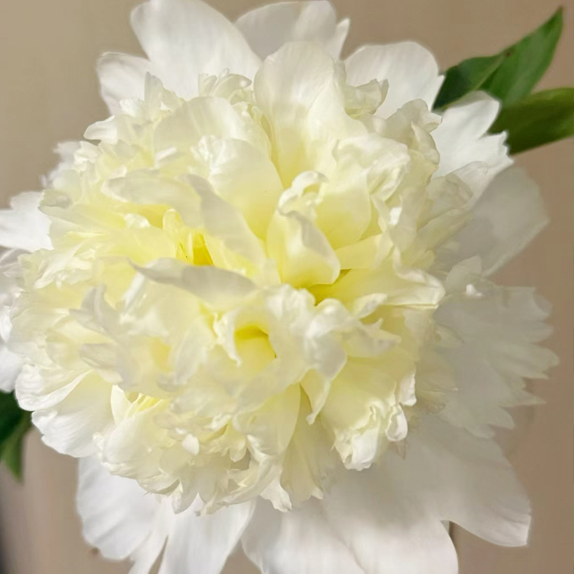 查理白裸根芍药包对版庭院花卉