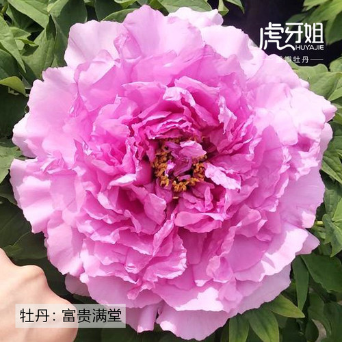 富贵满堂裸根牡丹粉蓝色系