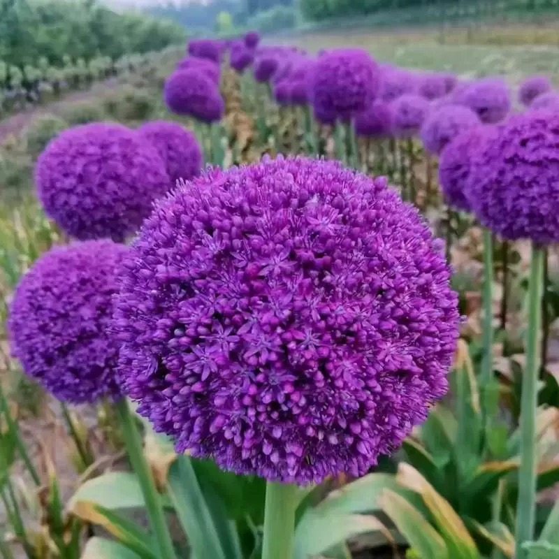 大花葱-大使-环球霸王-荷兰进口一代球紫色耐寒多年生可盆栽地栽,鲜花速递/花卉仿真/绿植园艺,时令草本花卉,淘宝优惠券,粉丝福利购,淘宝优惠卷