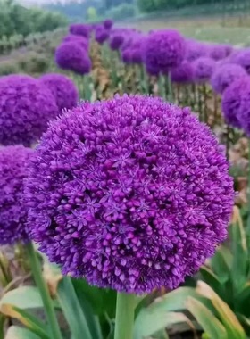 大花葱-大使-环球霸王-荷兰进口一代球紫色耐寒多年生可盆栽地栽