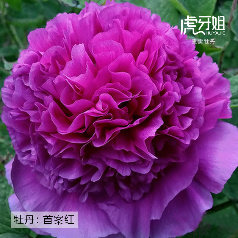 【首案红】裸根重瓣牡丹庭院地栽