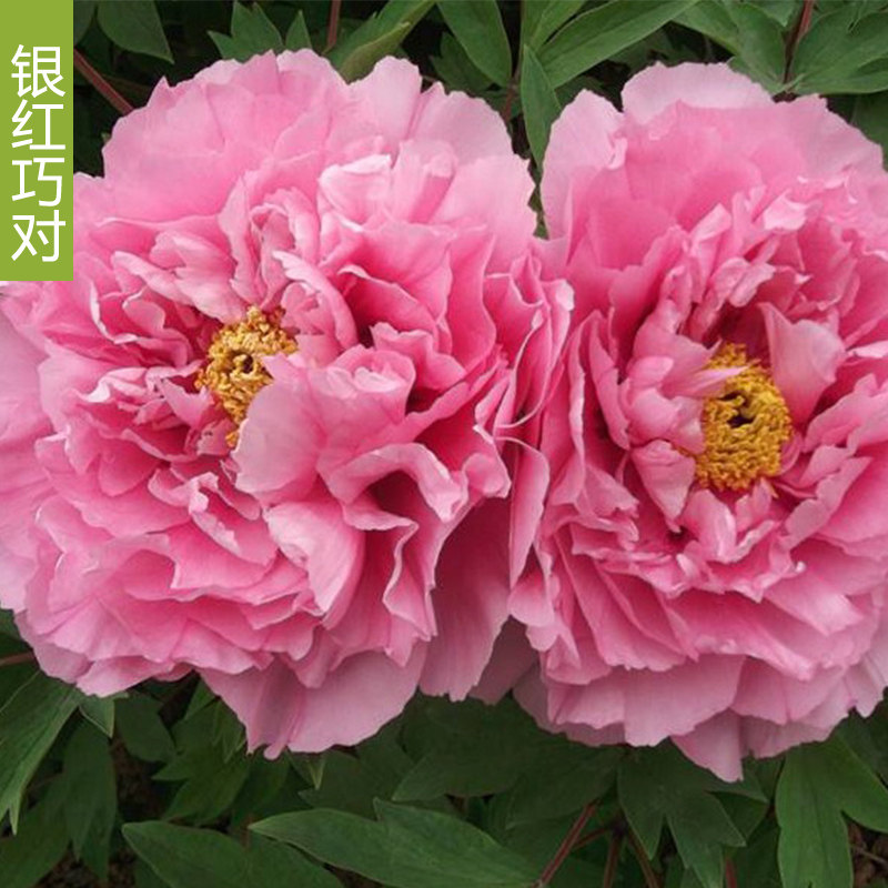 【银红巧对&mdash;年宵花牡丹】粉色-催花牡丹冬季反季节洛阳基地年货