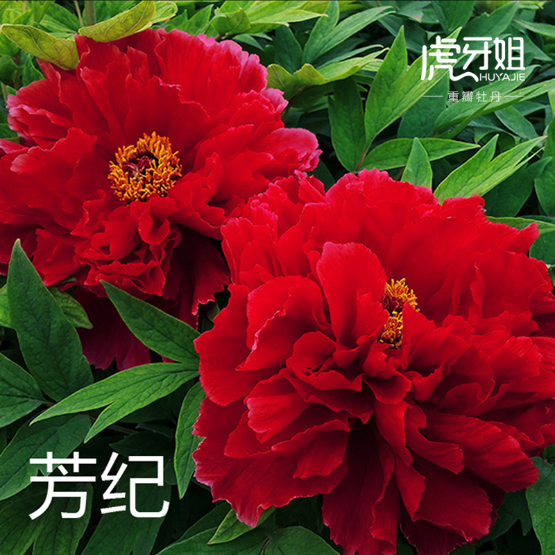 【芳纪】裸根重瓣牡丹花苗大红色